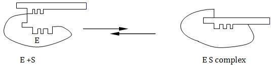 enzyme substrate molecule